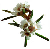 Fragonia - Agonis fragrans - 5 ml bio Floressence 